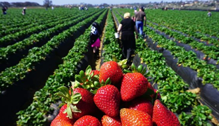 台灣草莓採摘 台灣草莓採摘