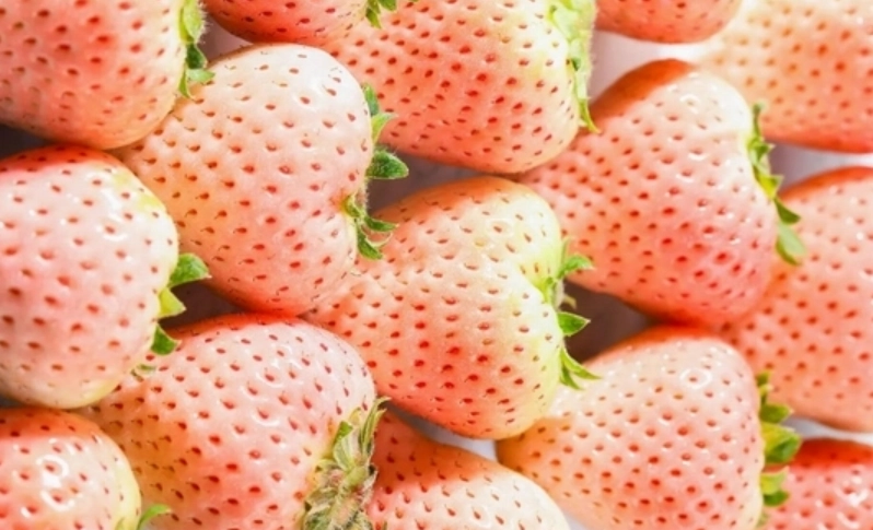 粉黛草莓栽培技巧 粉黛草莓栽培技巧