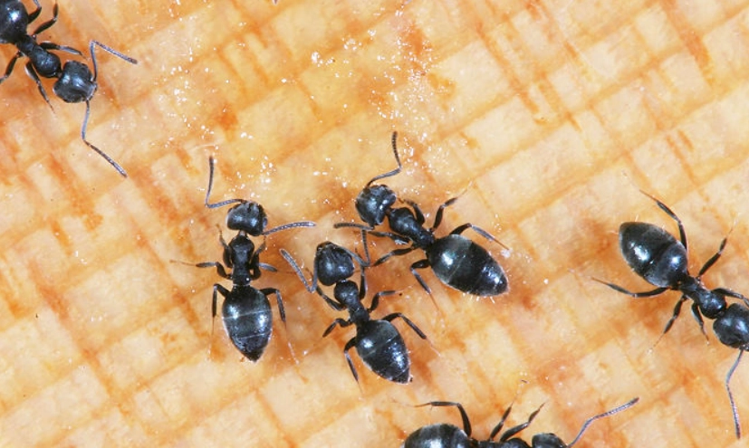 農田螞蟻防治方法