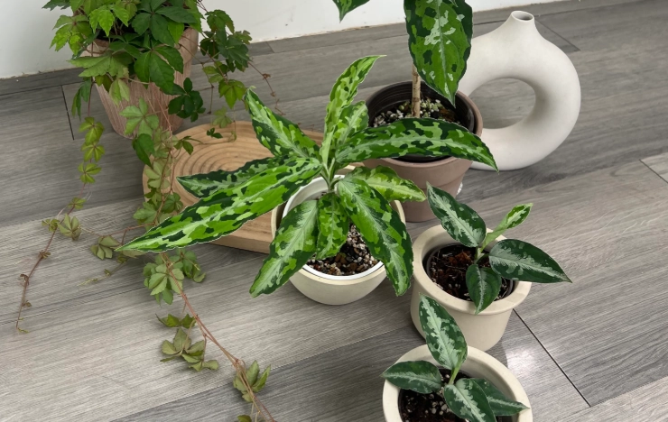 粗肋草分株注意事項