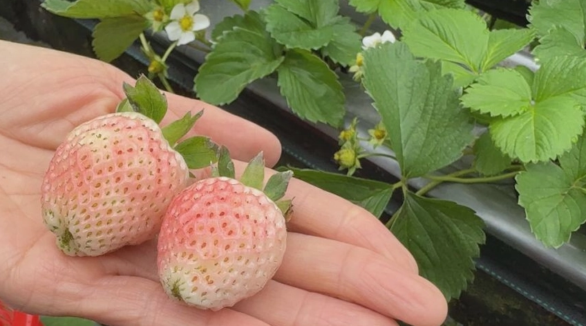 粉黛草莓種植方法 粉黛草莓種植方法