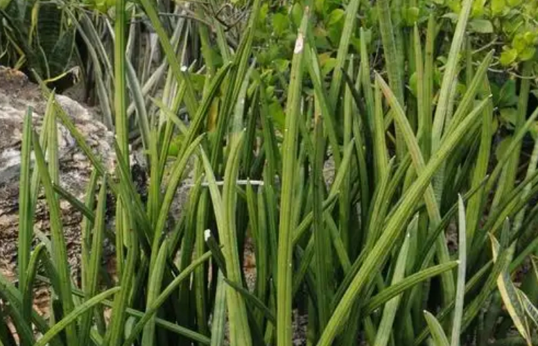 石筆虎尾蘭養護 石筆虎尾蘭養護