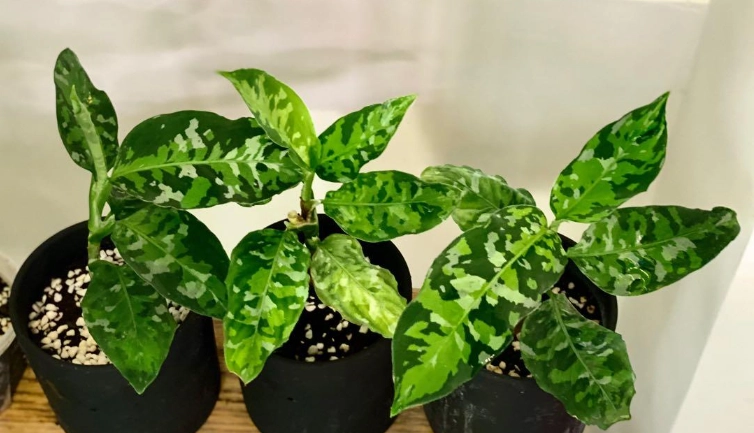 迷彩粗肋草分株方法