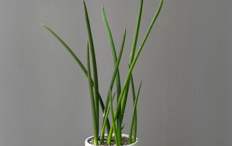 石筆虎尾蘭養護 石筆虎尾蘭養護