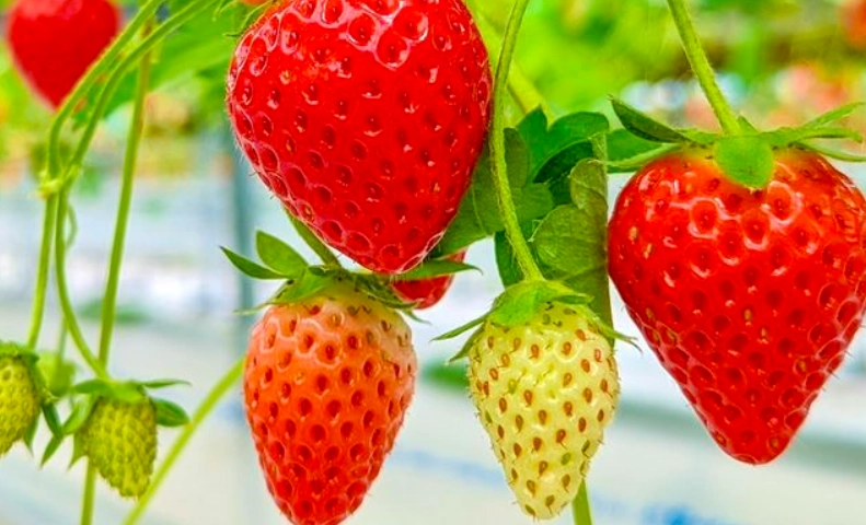 草莓病蟲害防治