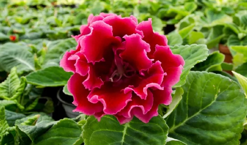 大岩桐光照需求 大岩桐光照需求