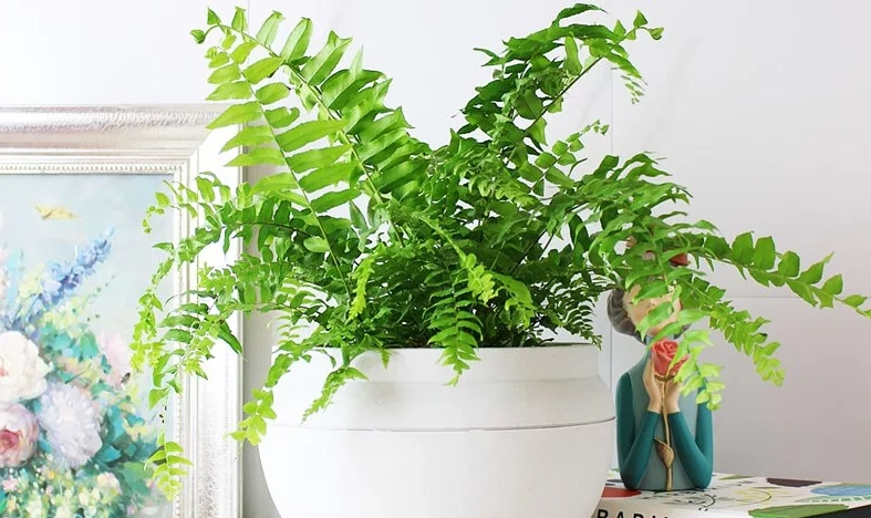 室內蕨類盆栽 室內蕨類盆栽
