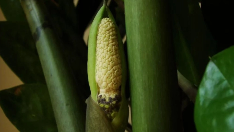 金錢樹開花條件