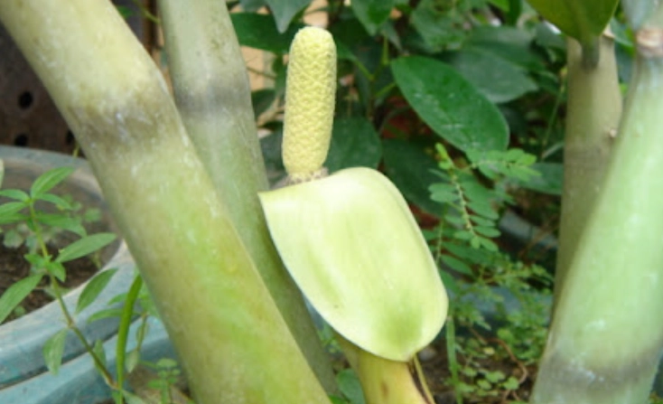 金錢樹開花時間