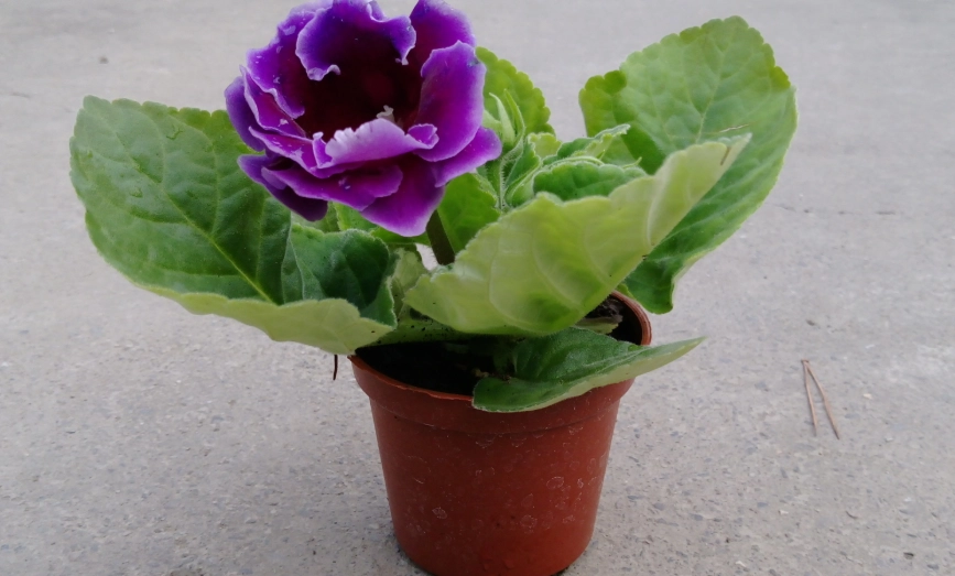 大岩桐種植日照管理 大岩桐種植日照管理