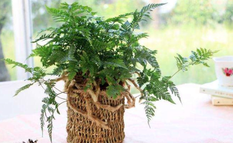 蕨類植物養護 蕨類植物養護