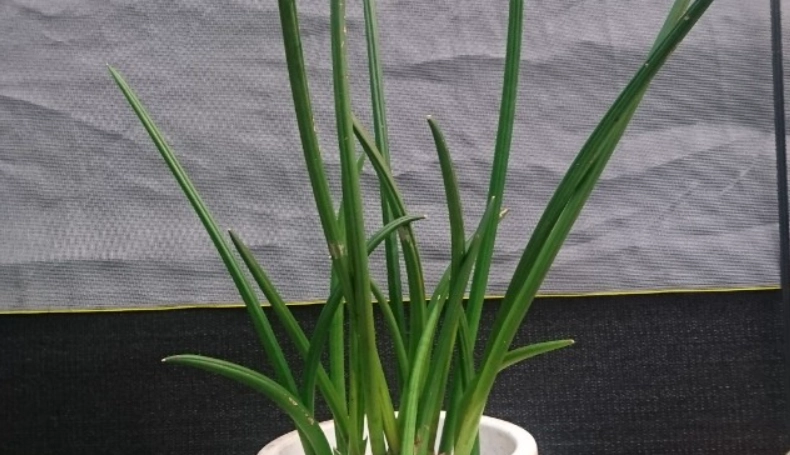 石筆虎尾蘭養護 石筆虎尾蘭養護