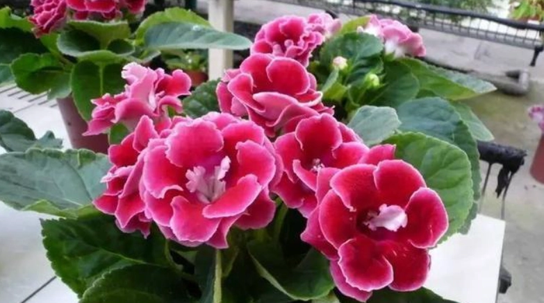 大岩桐光照需求 大岩桐光照需求