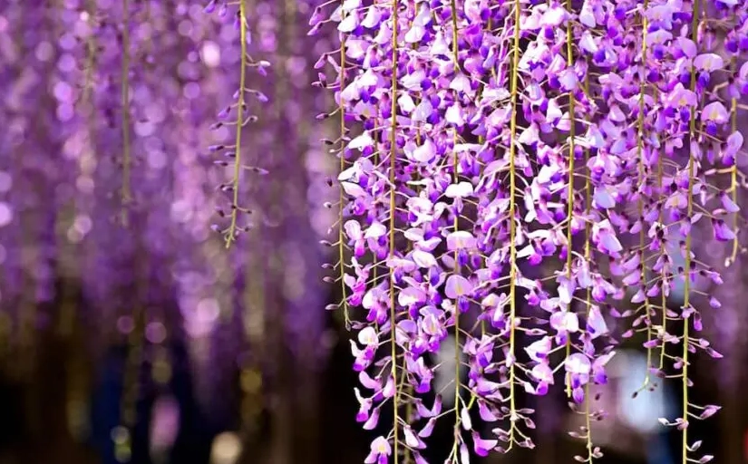 台灣紫藤花地點