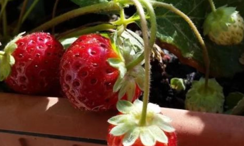 草莓種植技巧