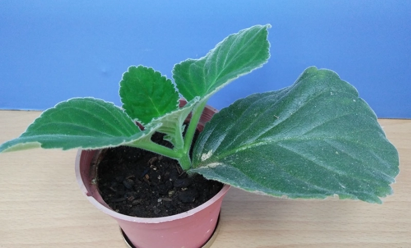 大岩桐開花條件 大岩桐開花條件