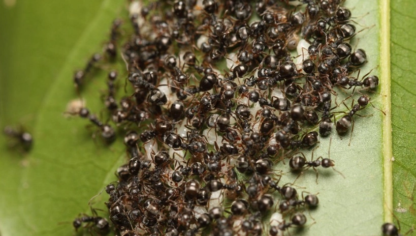 螞蟻危害農作物