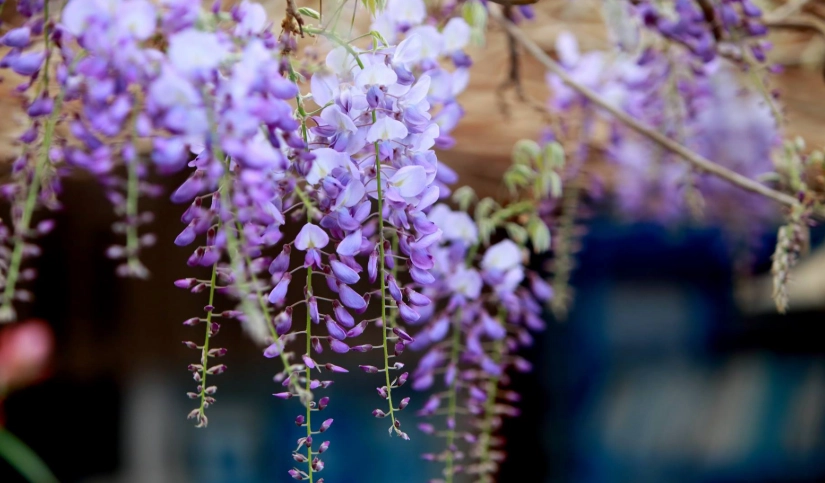 台灣紫藤花地點