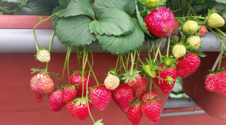 草莓病蟲害防治