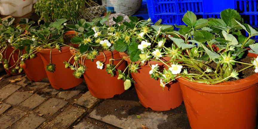 粉黛草莓栽培技巧 粉黛草莓栽培技巧