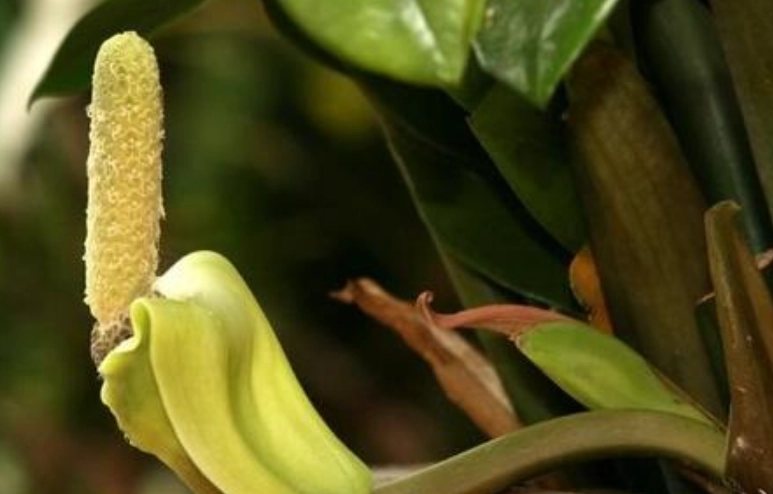 金錢樹開花條件