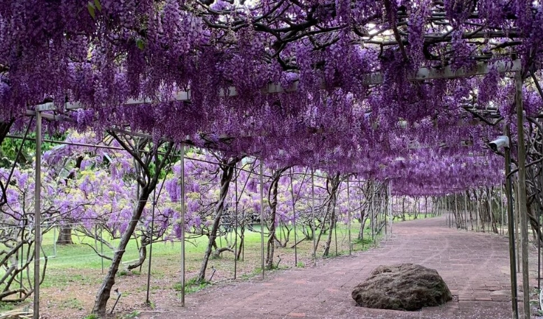 紫藤花賞花