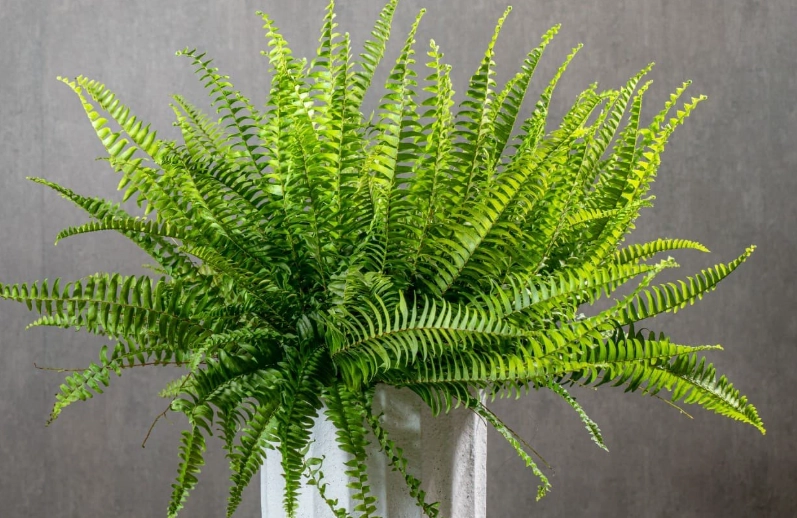 蕨類植物養護 蕨類植物養護