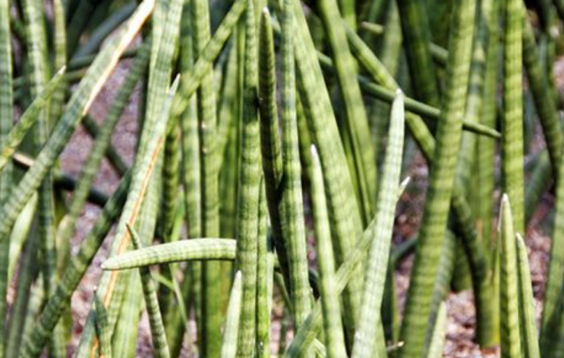 石筆虎尾蘭養護 石筆虎尾蘭養護