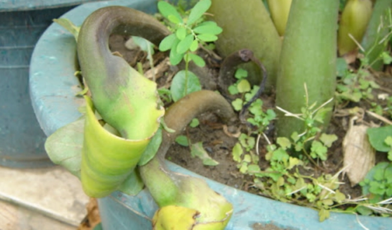 金錢樹開花時間