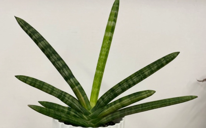 虎尾蘭種植技巧 虎尾蘭種植技巧