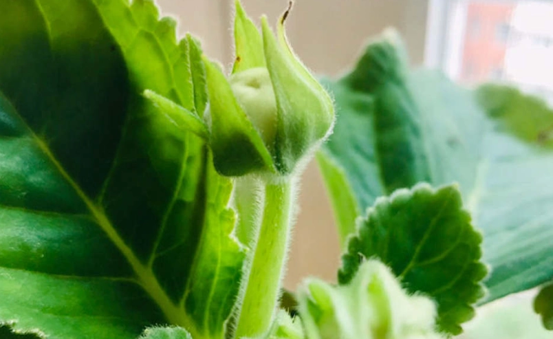 大岩桐開花條件