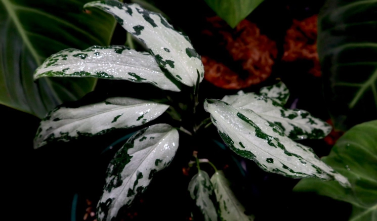 迷彩粗肋草繁殖技巧