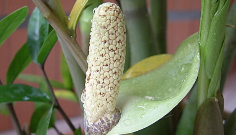 金錢樹開花條件