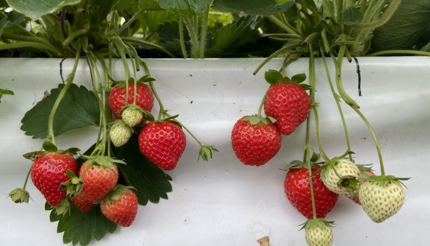 台灣草莓採摘 台灣草莓採摘