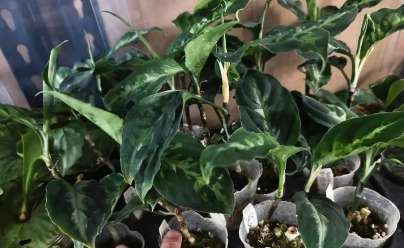 迷彩粗肋草繁殖技巧