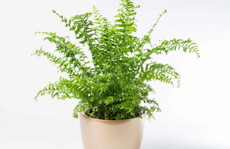室內蕨類盆栽 室內蕨類盆栽