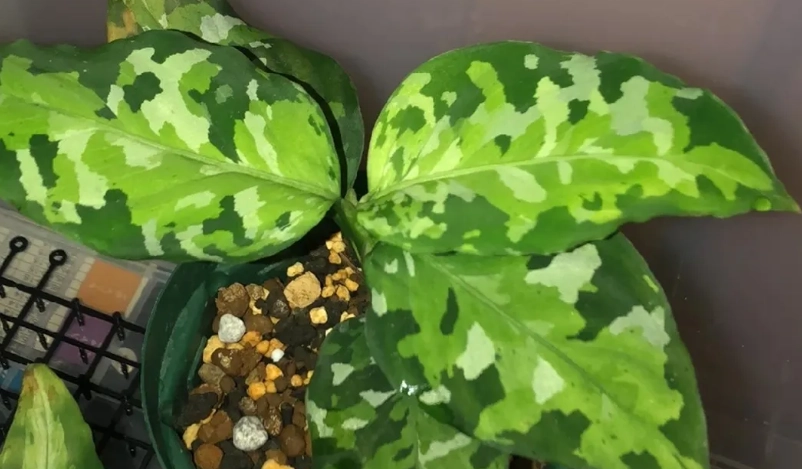 迷彩粗肋草繁殖技巧