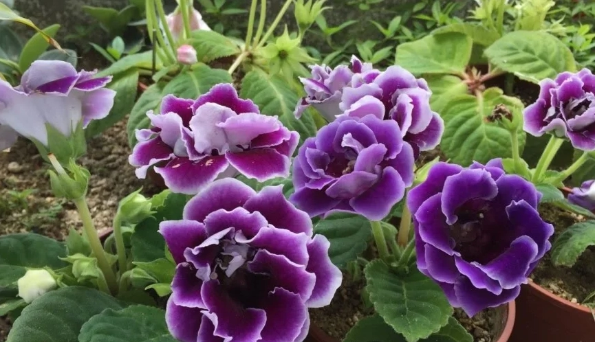 大岩桐光照需求 大岩桐光照需求