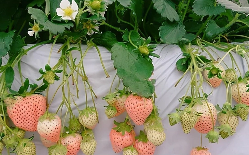 粉黛草莓種植方法 粉黛草莓種植方法