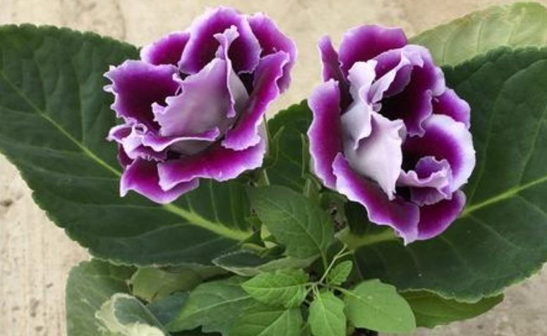 大岩桐種植日照管理 大岩桐種植日照管理