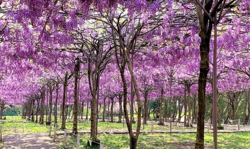 台灣紫藤花地點