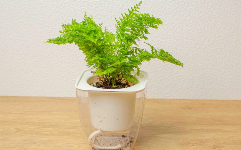 室內蕨類盆栽 室內蕨類盆栽