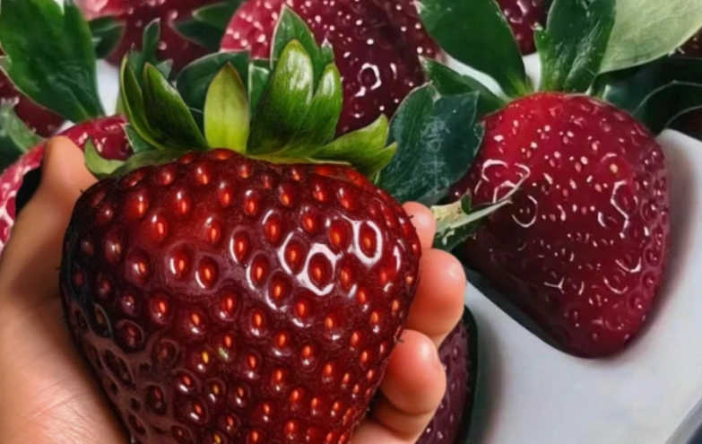 黑金剛草莓營養 黑金剛草莓營養