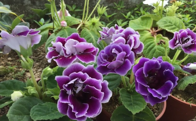 大岩桐澆水頻率