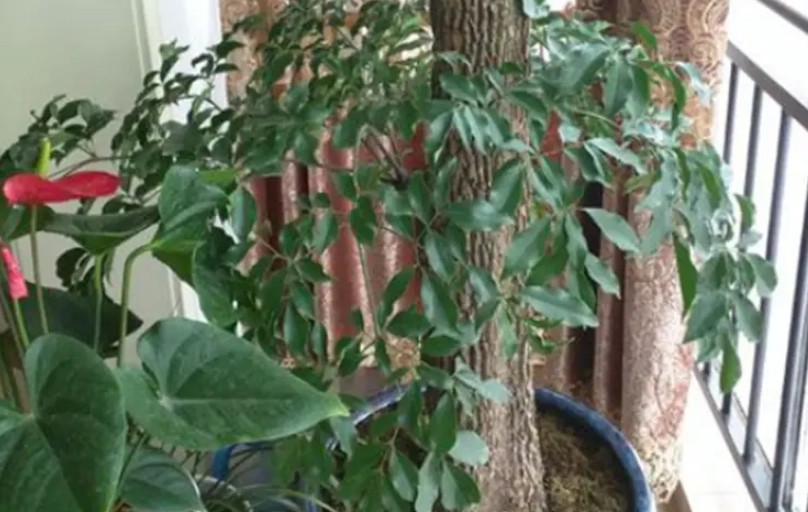 富貴樹澆水方法