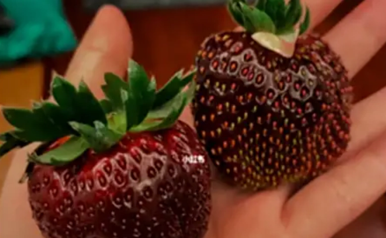 黑金剛草莓種植 黑金剛草莓種植