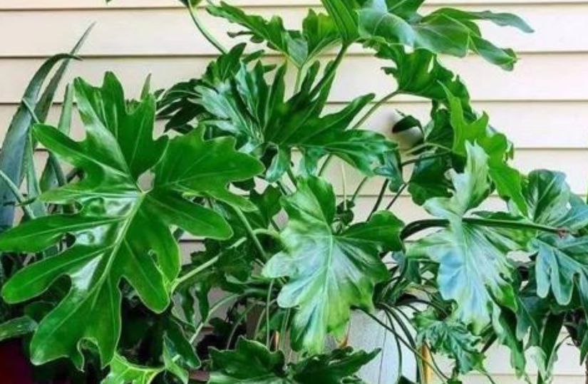 富貴樹澆水方法