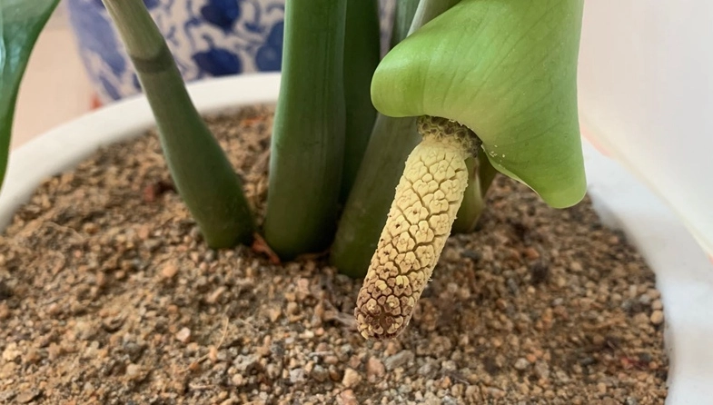 金錢樹開花意義