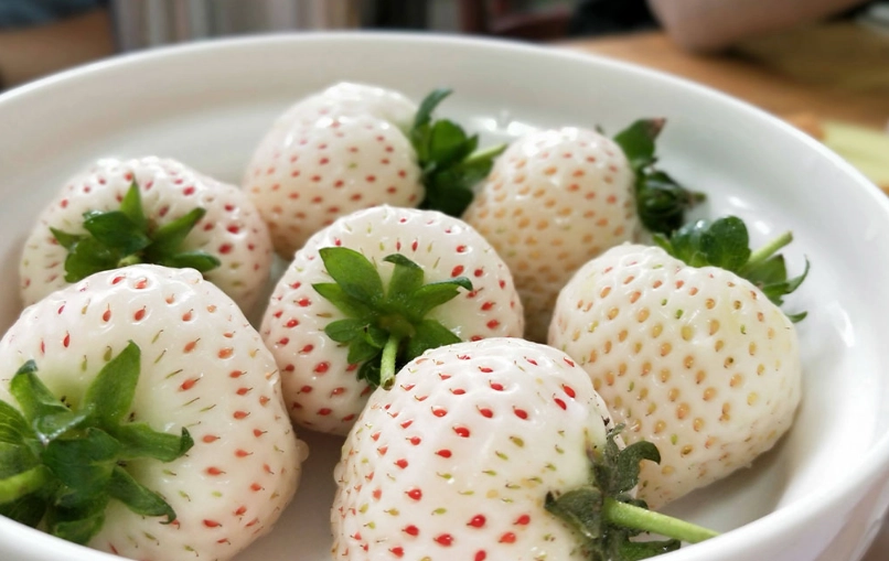 白草莓品種介紹