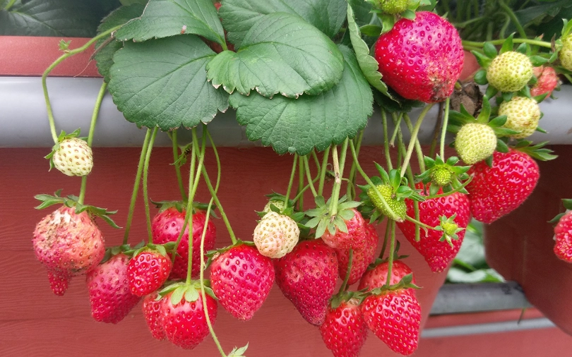 草莓成熟特徵